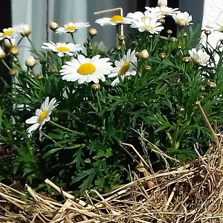 Rebgaertle בריטצינגן