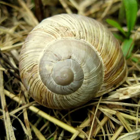 Rebgaertle * Britzingen
