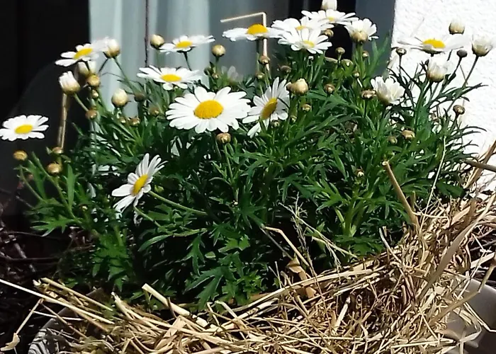 Rebgaertle Бритцинген